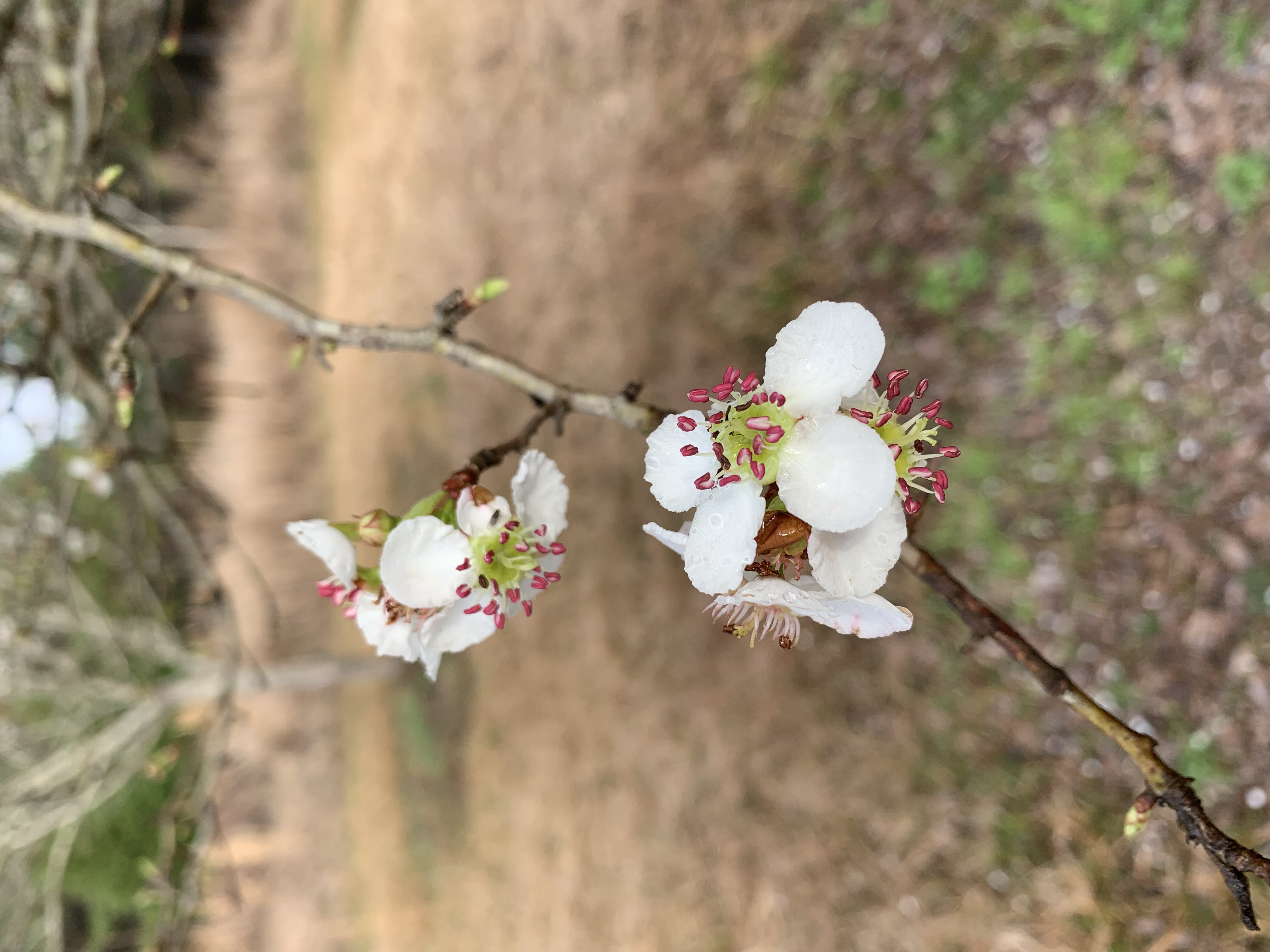 White flowers on a branch.